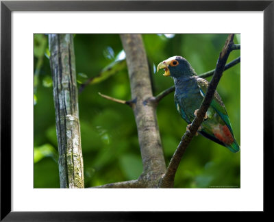 White-Crowned Parrot, Parrot Perched On Branch With Beak Open, Costa Rica by Roy Toft Pricing Limited Edition Print image