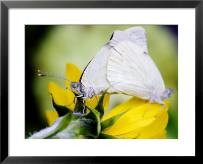 Large White Butterflies, Mating Whilst Resting On A Sunflower, West Berkshire, Uk by Philip Tull Pricing Limited Edition Print image