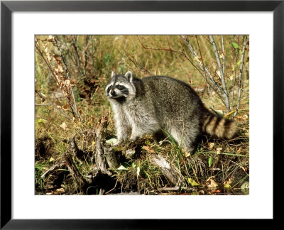 Raccoon, Procyon Lotor by Tom Ulrich Pricing Limited Edition Print image