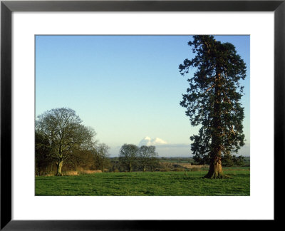 Wellingtonia, Oxon, Uk by Anna Walsh Pricing Limited Edition Print image