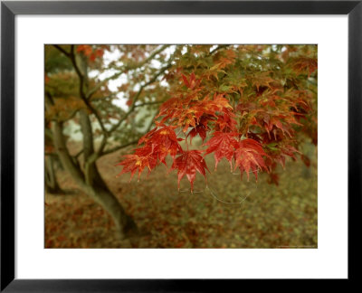 Japanese Maple, Leaves, Sussex, Uk by Ian West Pricing Limited Edition Print image