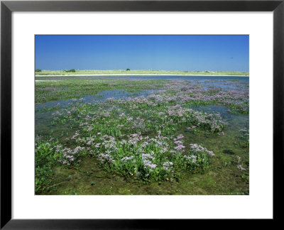 Sea Lavender, West Sussex, Uk by Ian West Pricing Limited Edition Print image