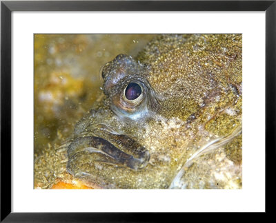 Top Knot Flat Fish, Portrait, Uk by Mark Webster Pricing Limited Edition Print image