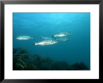 Bass, Group, Uk by Mark Webster Pricing Limited Edition Print image