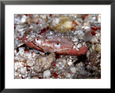 Crab, Komodo, Indonesia by Mark Webster Pricing Limited Edition Print image