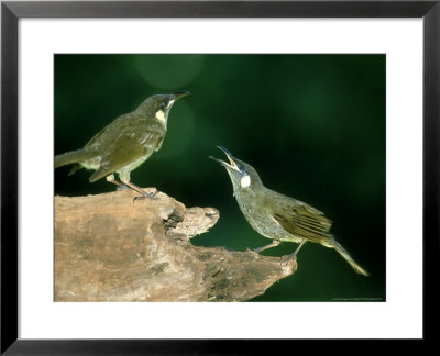 Victorias Riflebird On Log, Australia by Eric Woods Pricing Limited Edition Print image