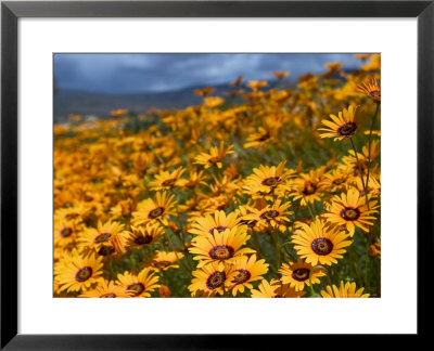 Daisy (Dimorphotheca Sinuata), Clanwilliam, South Africa, Africa by Thorsten Milse Pricing Limited Edition Print image