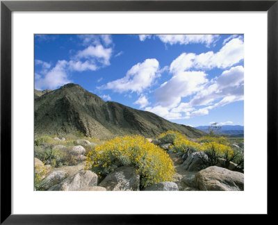 Brittlebush In Front Of Mountains, Sonoran Desert, Anza-Borrego Desert State Park, Usa by Marco Simoni Pricing Limited Edition Print image