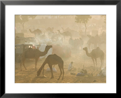 Camels In The Desert Morning Sun, Pushkar Camel Fair, India by Walter Bibikow Pricing Limited Edition Print image