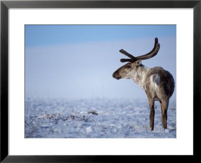 Barren Ground Caribou, Arctic National Wildlife Refuge, Alaska, Usa by Steve Kazlowski Pricing Limited Edition Print image
