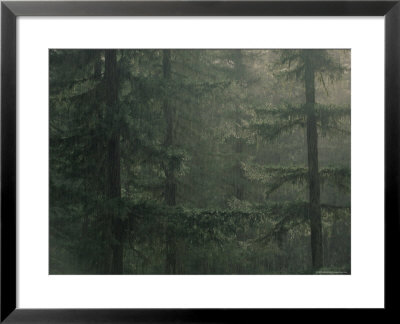 Fir Trees In Rain, Oregon, United States Of America, North America by Colin Brynn Pricing Limited Edition Print image