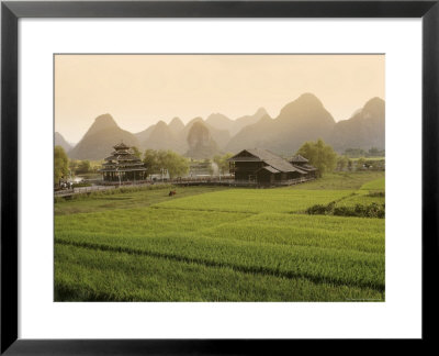 Rice Fields, Yangshuo, Guangxu Province, China, Asia by Angelo Cavalli Pricing Limited Edition Print image