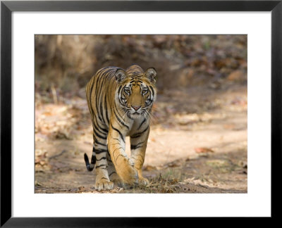 Bengal Tiger (Panthera Tigris Tigris), Bandhavgarh, Madhya Pradesh, India by Thorsten Milse Pricing Limited Edition Print image