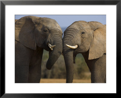 Elephants Socialising In Addo Elephant National Park, Eastern Cape, South Africa by Ann & Steve Toon Pricing Limited Edition Print image