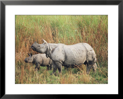 Indian One-Horned Rhinoceros (Rhino), Rhinoceros Unicornis, With Calf, Assam, India by Ann & Steve Toon Pricing Limited Edition Print image