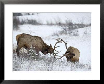 Two Bull Elk (Cervus Canadensis) Sparring In The Snow, Jasper National Park, Alberta, Canada by James Hager Pricing Limited Edition Print image