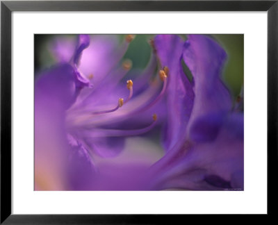 Close-Up Of Azalia Flowers by Jon Arnold Pricing Limited Edition Print image