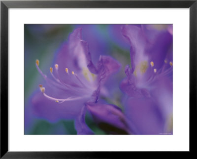 Azalia by Jon Arnold Pricing Limited Edition Print image