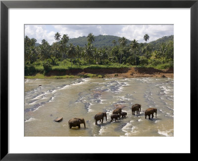 Pinnewala Elephant Orphanage Near Kegalle, Hill Country, Sri Lanka by Gavin Hellier Pricing Limited Edition Print image