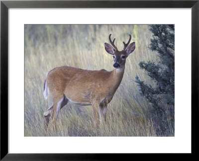 White-Tail Deer Buck, National Bison Range, Montana, Usa by Darrell Gulin Pricing Limited Edition Print image