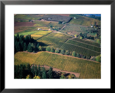 Aerial View Of A Vineyard In The Willamette Valley, Oregon, Usa by Janis Miglavs Pricing Limited Edition Print image