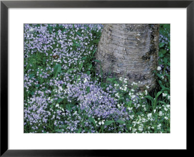 Birch And Wildflowers, Great Smoky Mountains National Park, Tennessee, Usa by Darrell Gulin Pricing Limited Edition Print image