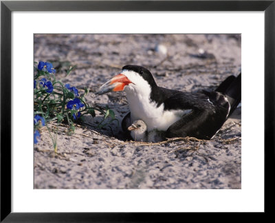 Black Skimmer, Texas, Usa by Dee Ann Pederson Pricing Limited Edition Print image