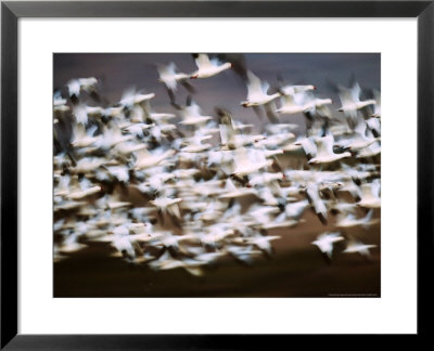 Snow Geese In Flight, Skagit Valley, Skagit Flats, Washington, Usa by Charles Sleicher Pricing Limited Edition Print image