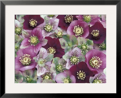 Heleborus Flower Design, Sammamish, Washington, Usa by Darrell Gulin Pricing Limited Edition Print image