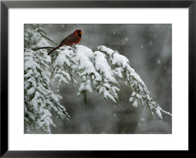 A Male Northern Cardinal Sits On A Pine Branch In Bainbridge Township, Ohio, January 24, 2007 by Amy Sancetta Pricing Limited Edition Print image