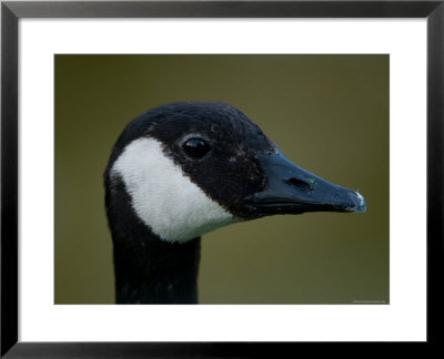 Canada Goose At The Sunset Zoo In Kansas by Joel Sartore Pricing Limited Edition Print image