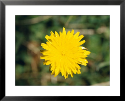 Bright Yellow Alpine Wildflower Shows It's Petals To The Sun, Alpine Nationals Park, Australia by Jason Edwards Pricing Limited Edition Print image