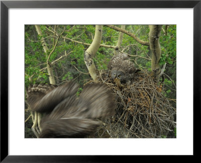 Great Grey Owl With Prey Of Red Squirrel In Nest, Alaska by Michael S. Quinton Pricing Limited Edition Print image