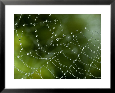 Spider Web Covered With Dew, Groton, Connecticut by Todd Gipstein Pricing Limited Edition Print image