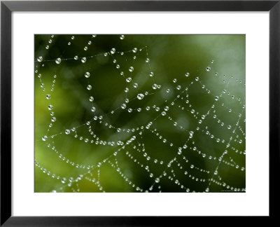 Spider Web Covered With Dew, Groton, Connecticut by Todd Gipstein Pricing Limited Edition Print image