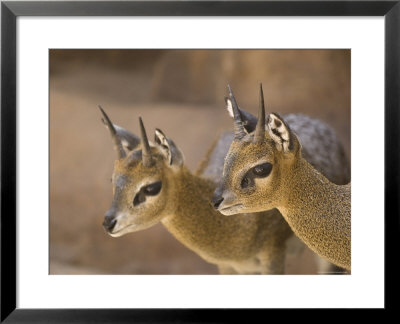 Two Klipspringers At The Henry Doorly Zoo In Omaha, Nebraska by Joel Sartore Pricing Limited Edition Print image