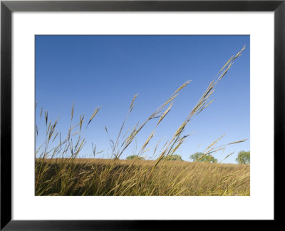 Big Bluestem Grass At Nine Mile Prairie by Joel Sartore Pricing Limited Edition Print image