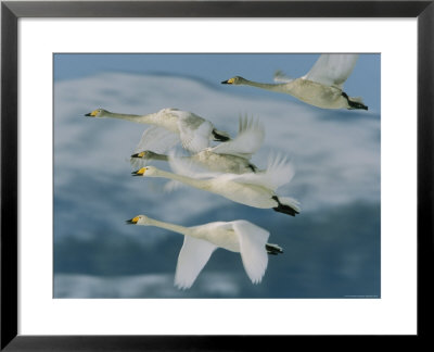 Group Of Whooper Swans In Flight by Tim Laman Pricing Limited Edition Print image