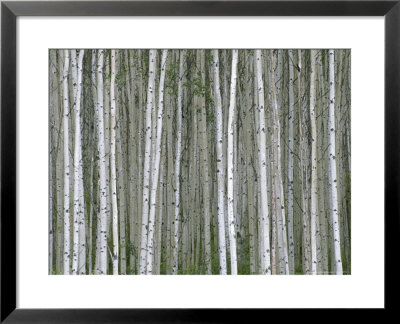 Aspen Tree Trunks In Summer by John Eastcott & Yva Momatiuk Pricing Limited Edition Print image