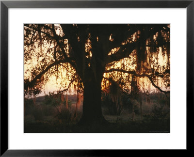 Spanish Moss Draped, Silhouetted Oak Tree At Twilight by Raymond Gehman Pricing Limited Edition Print image