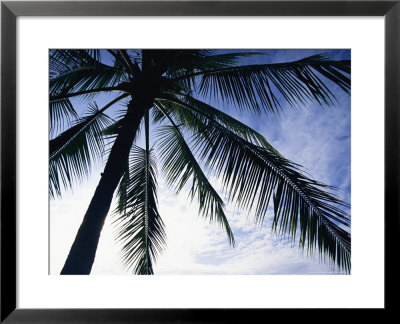 Silhouette Of A Palm Tree by Marc Moritsch Pricing Limited Edition Print image