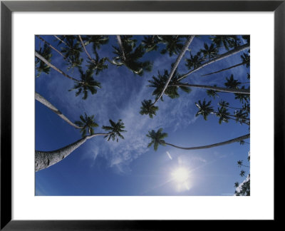 Fisheye Lens View Of Palm Trees Reaching For The Sky by Carsten Peter Pricing Limited Edition Print image