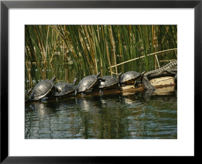 Turtles Line Up On The Safe Side Of An Alligator by Raymond Gehman Pricing Limited Edition Print image