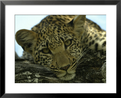 Female Leopard, Panthera Pardus, Resting On A Log, Mombo, Okavango Delta, Botswana by Beverly Joubert Pricing Limited Edition Print image