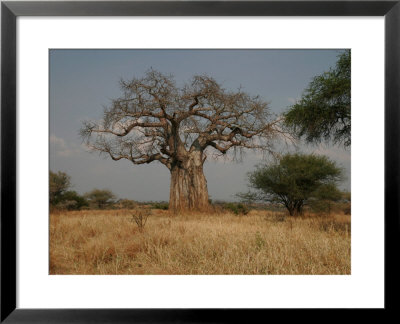 African Baobab Tree In The Tarangire National Park, Tanzania, Africa by Gina Martin Pricing Limited Edition Print image