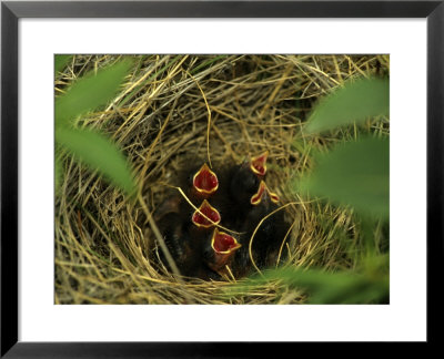 Savannah Sparrow Nest On Ground, Alaska, United States by Michael S. Quinton Pricing Limited Edition Print image