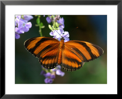 Orange Tiger Butterfly Nectaring On Blue Flowers, Westford, Massachusetts by Darlyne A. Murawski Pricing Limited Edition Print image