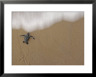 A Leatherback Turtle Hatchling Crawls To The Sea by Brian J. Skerry Pricing Limited Edition Print image