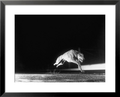 Racing Greyhound Captured At Full Speed By High Speed Camera In Race At Wonderland Park by Gjon Mili Pricing Limited Edition Print image