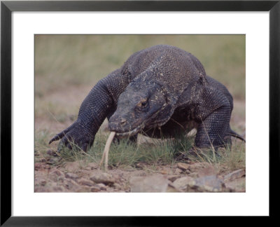 Monitor Lizard, Called The Komodo Dragon, On The Island Of Flores by Larry Burrows Pricing Limited Edition Print image